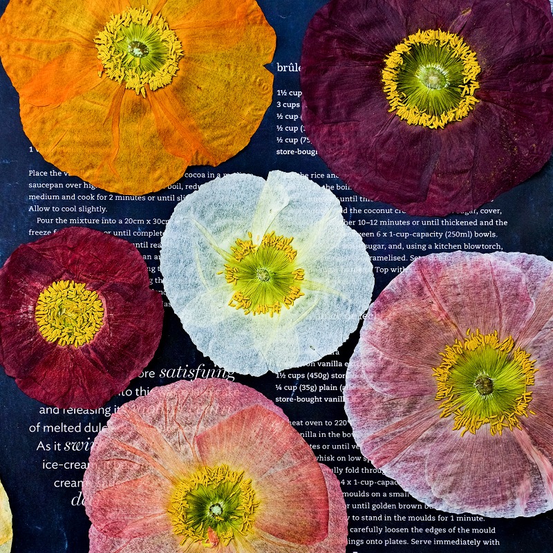 Resin Art Baby - 1 stks, natuur veld klaproos geperste