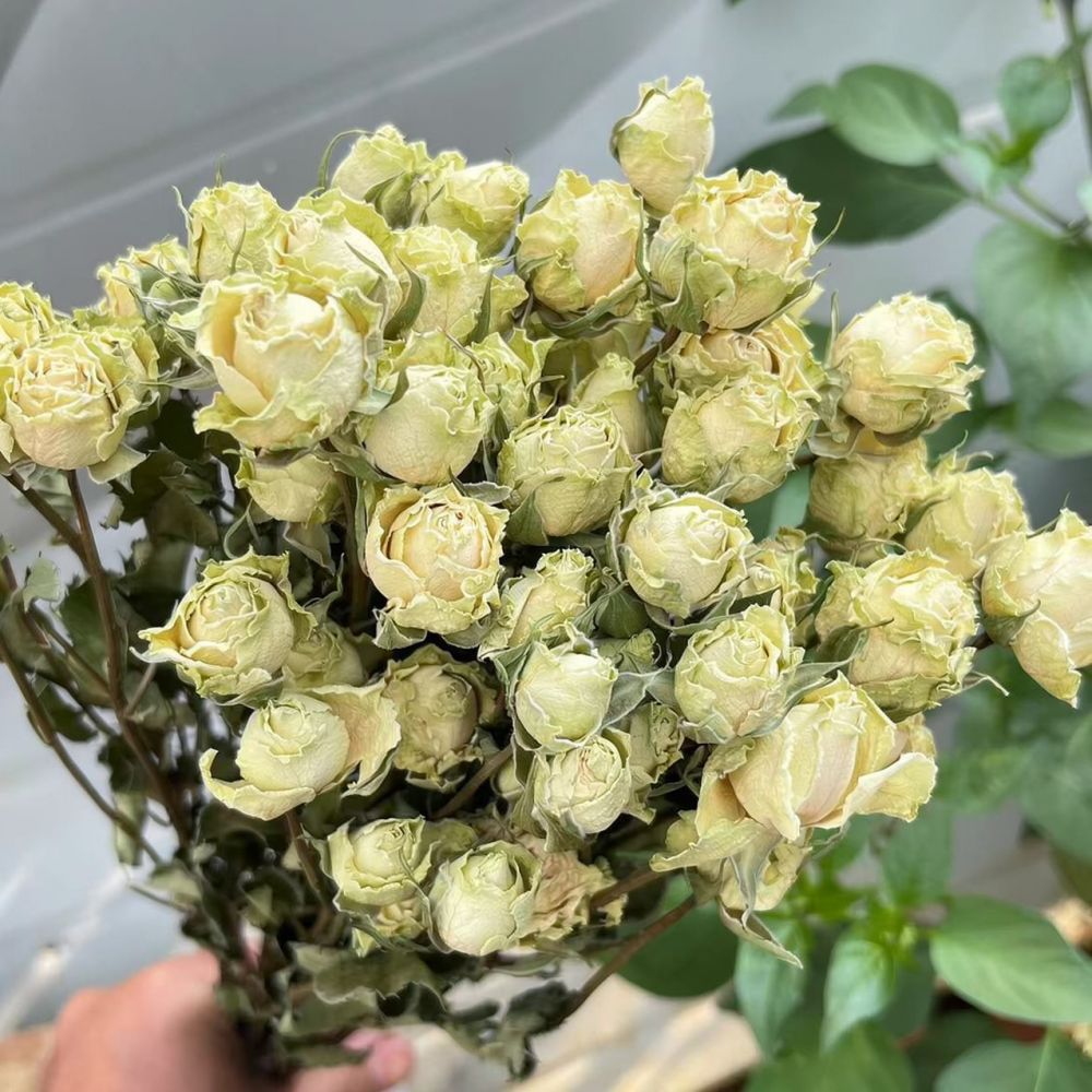 Echte, geconserveerde rozen, g - Resin Art Rose recensie en prijs