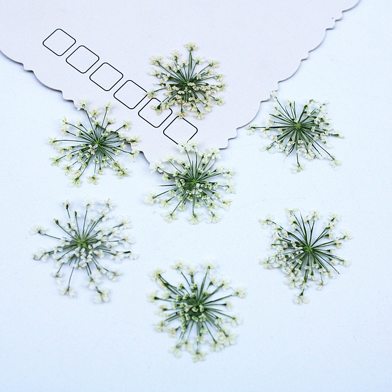 500 stuks Kantbloemen Gedroogd - Resin Art Baby recensie en prijs