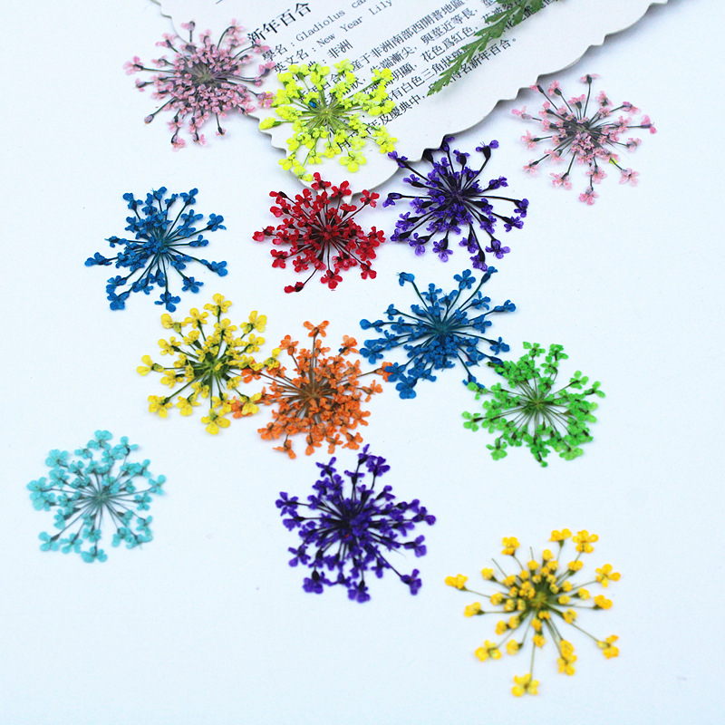 500 stuks Kantbloemen Gedroogd - Resin Art Baby recensie en prijs